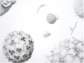 <strong>Detail (Heaven)</strong>Pencil on Paper, 150 x 260 cm, 2003 / 2004